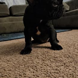 French Bulldog Puppies from frenchies f