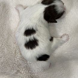 Shih Tzu Puppies from Lux Shih Tzu of New England