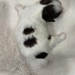 Shih Tzu Puppies from Lux Shih Tzu of New England