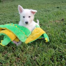 Purple - White female German Shepherd puppy in Grimes County, Texas from Double H German Shepherds