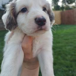 Companion Cross Puppies from Mandala Dogs