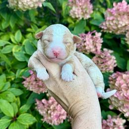 Girl 4 - Yellow and white female Bernedoodle puppy in Midland, Michigan from Northern Charm Farm
