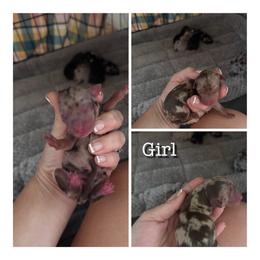 Rosie - Chocolate merle female Bernedoodle puppy in Rising Sun, Indiana from Ruby Lane Doodles