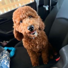 Goldendoodle puppies from MyKy Puppies
