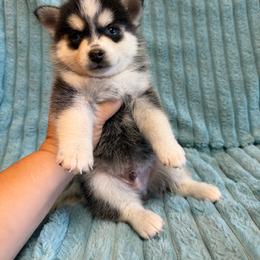 Jinu - Black and white male Pomsky puppy in Aberdeen, Idaho from Willow Creek Cresteds