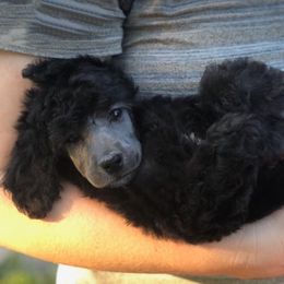 Poodle Puppies from Birch Creek Standard Poodles