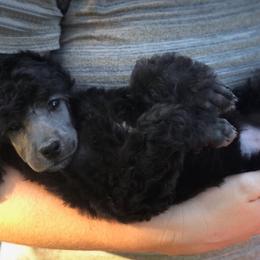 Poodle Puppies from Birch Creek Standard Poodles