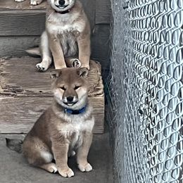 Sammy - Red male Shiba Inu puppy in Summerset, South Dakota from Kuro Oka Shibas