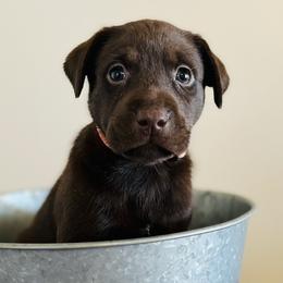 Dilute Retriever and Labrador Retriever Puppies from CKB Labradors