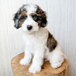 Rocky - Blue merle male Aussiedoodle puppy in Arlington, Washington from Doodle Love Laugh