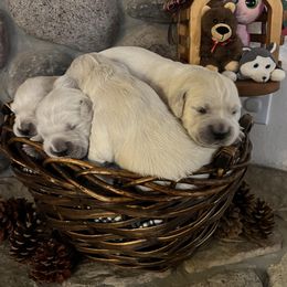 Girl 4 - female Golden Retriever puppy in Douglas, Wyoming from White River Retrievers