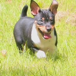 Rat Terrier Puppies from Walnut Acre Decker Terrier and ODT