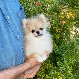 Tisza (toy) - Orange female Pomeranian puppy in Citrus Heights, California from Yev and Marina's Pomeranians (AKC)