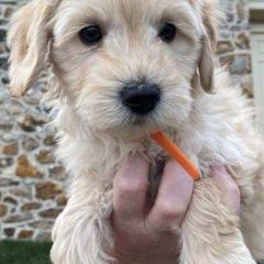 Australian Cobberdogs from Seas the Day ACD