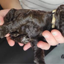 Labradoodle Puppies from Molly’s Doodles