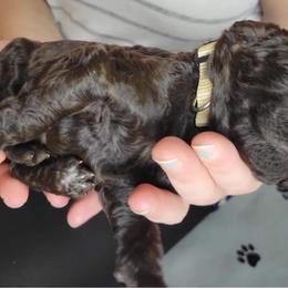 Labradoodle Puppies from Molly’s Doodles