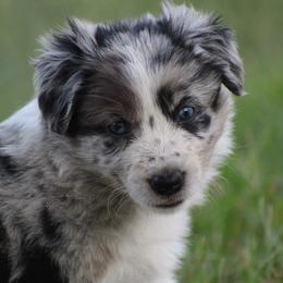 Bri - Blue merle female Border Collie puppy in Tylertown, Mississippi from Cool Meadow Farms