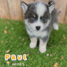 Paul - Blue male Pomsky puppy in Winston, Oregon from Arctic Tails Spitz