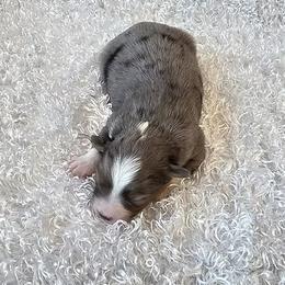 Libby - Blue merle female Toy Australian Shepherd puppy in West Point, Nebraska from Plum Creek Aussies