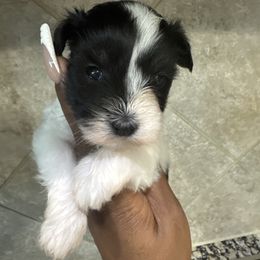 Female B - Parti female Miniature Schnauzer puppy in Pearland, Texas from K & S Schnauzers