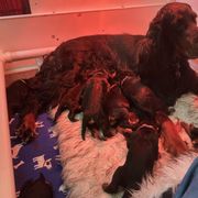Gordon Setter Puppies from Bit O’ Gold Gordon Setters