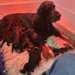 Gordon Setter Puppies from Bit O’ Gold Gordon Setters