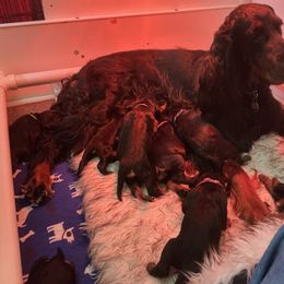 Gordon Setter Puppies from Bit O’ Gold Gordon Setters