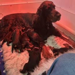 Gordon Setter Puppies from Bit O’ Gold Gordon Setters