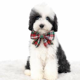 Oak - Black and chalk male Australian Labradoodle puppy in Matthews, North Carolina from Weddington Labradoodles