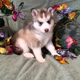 Misty - Wolf sable female Pomsky puppy in Venus, Pennsylvania from Hemlock Pines Pomsky