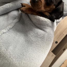 Brownie - Black and tan female Dachshund puppy in St Johns, Arizona from Glamorous Doxies