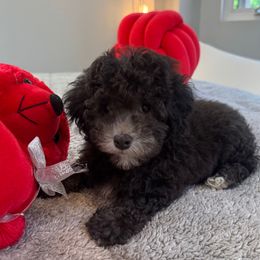 Toby - Black Poodle puppy in Queens, New York from The 2 Musketeers_Cockapoos