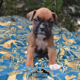 Boxer Puppies from Lieben Boxers