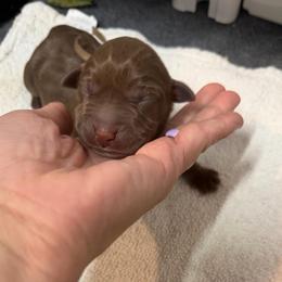Penny in Mint - Chocolate female Labrador Retriever puppy in Elloree, South Carolina from Moonlight Kennels LLC