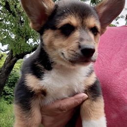 Pembroke Welsh Corgis from Corgis with Tails