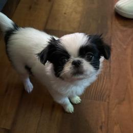 Girl 2 - Black and white female Japanese Chin puppy in Slen, Oregon from Itty Bittys