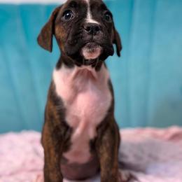 Girl 4 - Brindle female Boxer puppy in Prestonsburg, Kentucky from Bre’s Boxers