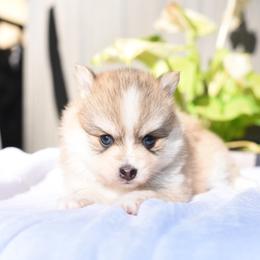 Malin - Gray and white male Pomsky puppy in Coos Bay, Oregon from Ocean View Pomskies