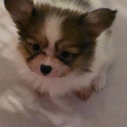 Papillon Puppies from Sequence Papillon