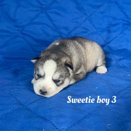 Sweetie boy 3 - Gray and white male Siberian Husky puppy in Ocala, Florida from Florida Husky Puppies