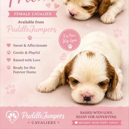 Wyn - Blenheim female Cavalier King Charles Spaniel puppy in Walterboro, South Carolina from Puddlejumpers
