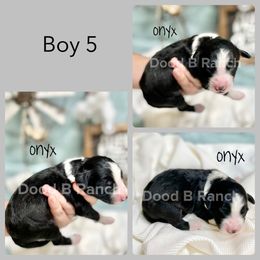 Aussiedoodle and Bordoodle Puppies from Dood B Ranch Doodles