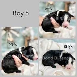 Aussiedoodle and Bordoodle Puppies from Dood B Ranch Doodles