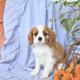 Kolton - Blenheim male Cavalier King Charles Spaniel puppy in Sacramento, California from Blueberry Hill Cavaliers
