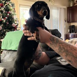 Dachshund puppies from Short Stack Miniature Dachshunds