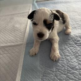 Dolly - Parti female Miniature Schnauzer puppy in Kingsport, Tennessee from Olde Tyme Miniature Schnauzer’s