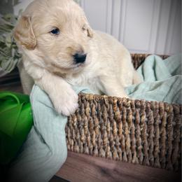 Monarch- green collar male - Cream male Goldendoodle puppy in Silsbee, Texas from Barkley Lane Doodles LLC