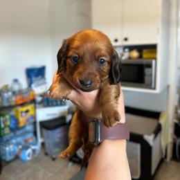 Girl 1 - Sable female Dachshund puppy in Las Animas, Colorado from J&D Dachsies