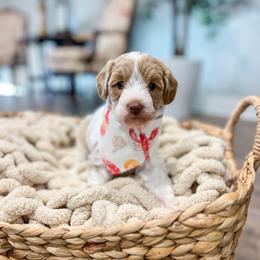River - Parti male Goldendoodle puppy in Sulphur, Louisiana from Curly Q’s Of Carlyss