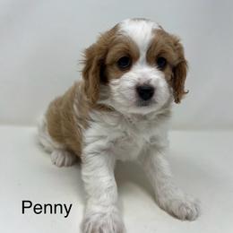 Penny - Blenheim female Cavapoo puppy in Columbus, Montana from Montanas Mountain Bernedoodles